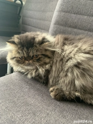 motanel persan superb  - imagine 2 motanel persan superb  - imagine 2