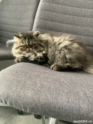 motanel persan superb  - imagine 3 motanel persan superb  - imagine 3