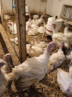 Curcani rasa de carne  - imagine 4