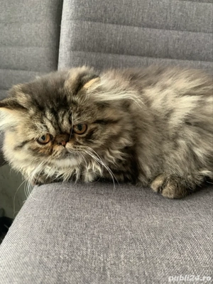 motanel persan superb  - imagine 5 motanel persan superb  - imagine 5