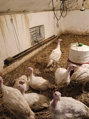 Curcani rasa de carne  - imagine 5