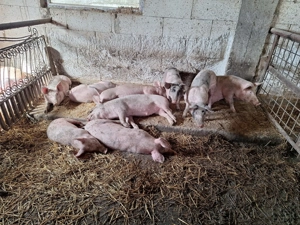 Urgent purcei de vânzare 