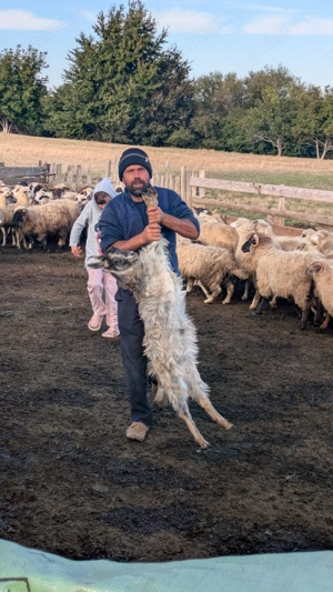 Anunț de Vânzare: Miei, Iezi, Oi, Capre și Berbeci (Viu   Carcasă)