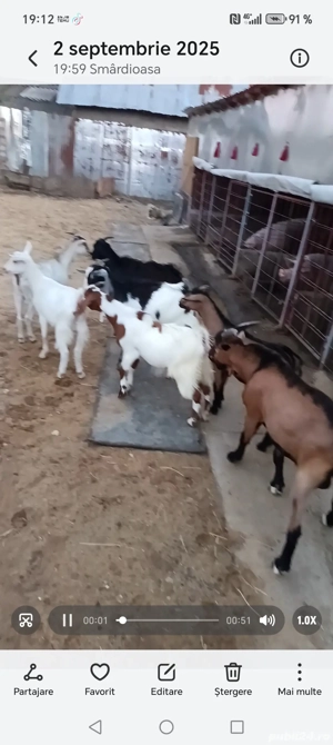 de vânzare iede tinere 