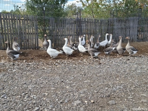 Vând sau schimb gâște  - imagine 2