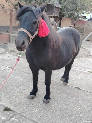 Iapa ponei 6 ani  - imagine 3