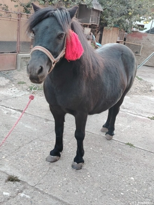 Iapa ponei 6 ani  - imagine 4