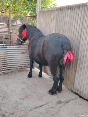 Iapa ponei 6 ani  - imagine 5