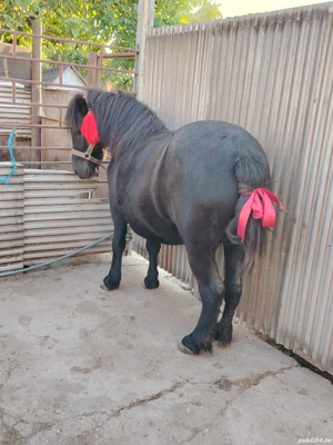 Iapa ponei 6 ani  - imagine 2