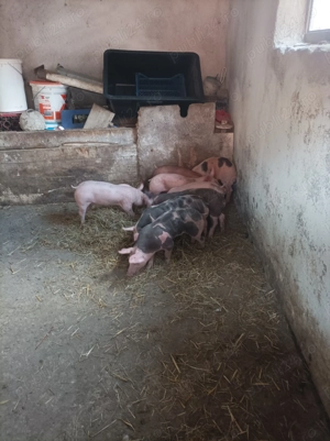 Vând purcei Rasa de carne