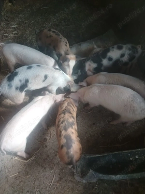 Vând purcei Pietrain și Marele Alb