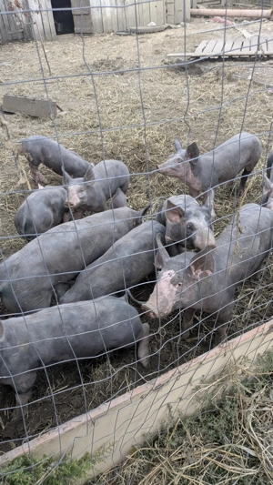 Porci pietrain Iași 