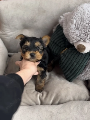 Băiețel Yorkshire Terrier