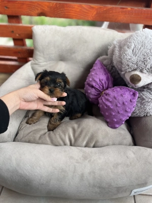 Fetița micuță Yorkshire Terrier