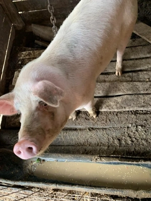 De vanzare - imagine 2 De vanzare - imagine 2