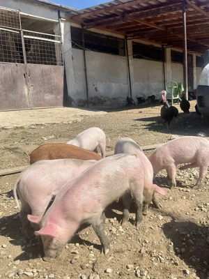 Vand purcei si porci de carne crescuti natural 