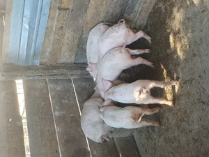 Vind purcei landras.   