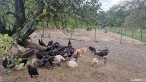 Vând curci  - imagine 3 Vând curci  - imagine 3