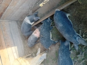 Purcei mangalita și bazna de vanzare 