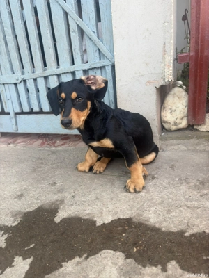 Vand teckeli Dachshund de 3 luni si o saptamana