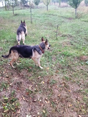 pui ciobănesc german - imagine 5 pui ciobănesc german - imagine 5