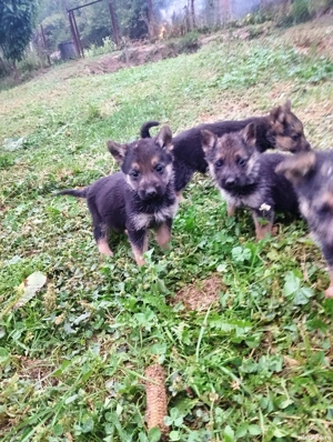 pui ciobănesc german - imagine 4 pui ciobănesc german - imagine 4