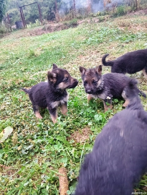 pui ciobănesc german - imagine 3 pui ciobănesc german - imagine 3