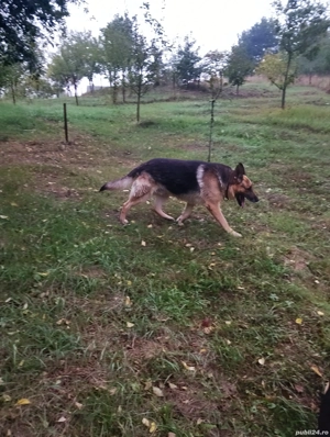 pui ciobănesc german