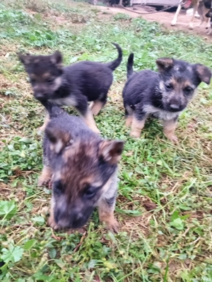 pui ciobănesc german - imagine 2 pui ciobănesc german - imagine 2