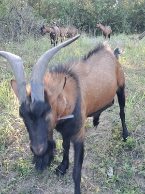 Țap alpin francez vand  schimb - imagine 4