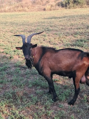 Țap alpin francez vand  schimb