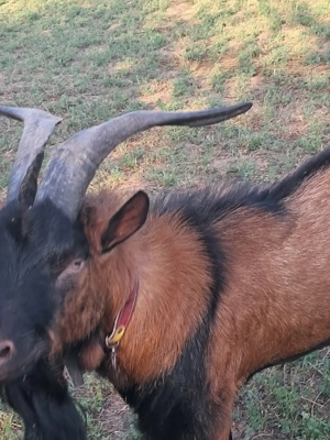 Țap alpin francez vand  schimb - imagine 5