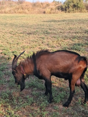 Țap alpin francez vand  schimb - imagine 3