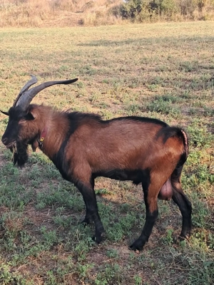 Țap alpin francez vand  schimb - imagine 2