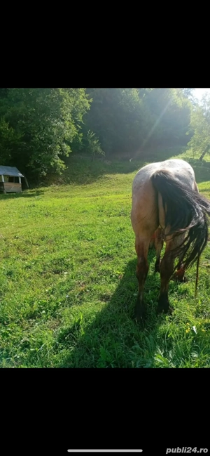 Vand cal 4 ani - imagine 2 Vand cal 4 ani - imagine 2