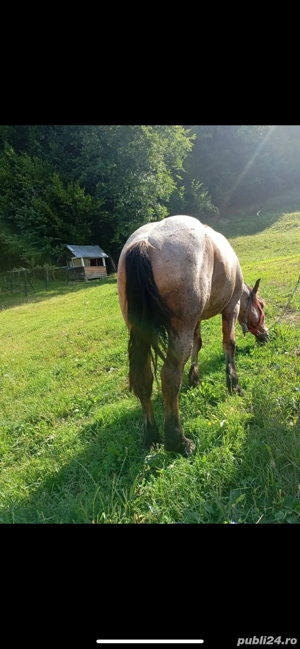 Vand cal 4 ani - imagine 3 Vand cal 4 ani - imagine 3