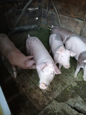 Vând 4 șoldani - imagine 2 Vând 4 șoldani - imagine 2