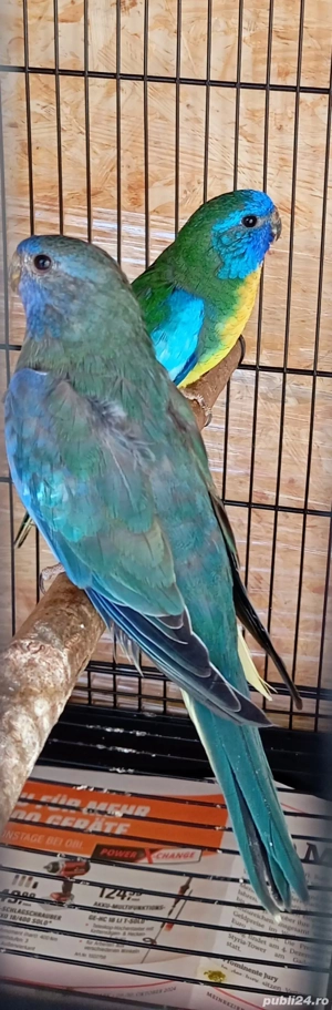 papagali neophema splendida 