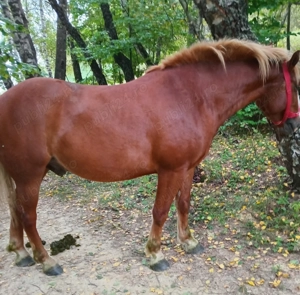 Cal șarg de 5 ani de vânzare  - imagine 2