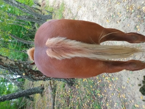 Cal șarg de 5 ani de vânzare  - imagine 3