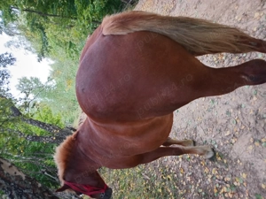 Cal șarg de 5 ani de vânzare