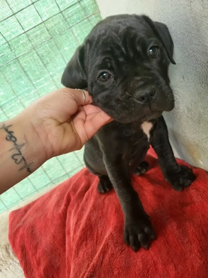 Puiuti cane corso - imagine 3