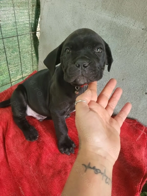 Puiuti cane corso - imagine 4