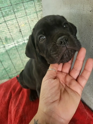 Puiuti cane corso - imagine 2