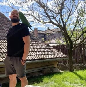 Papagal Eclectus Alba Iulia