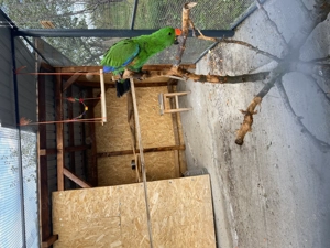 Papagal Eclectus Alba Iulia - imagine 5