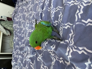 Papagal Eclectus Alba Iulia - imagine 3