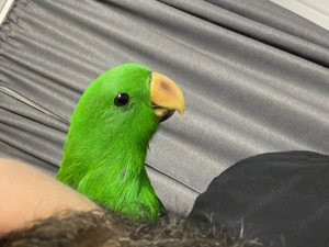 Papagal Eclectus Alba Iulia - imagine 2