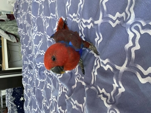 Papagal Eclectus Alba Iulia - imagine 4