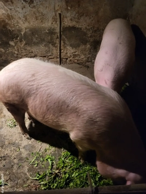 se vand doua purcele de carne